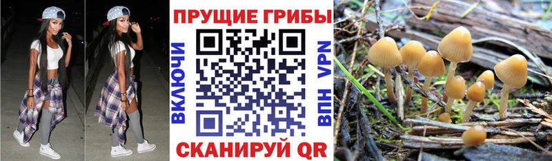 купить наркотик Чегем Галлюциногенные грибы мицелий
